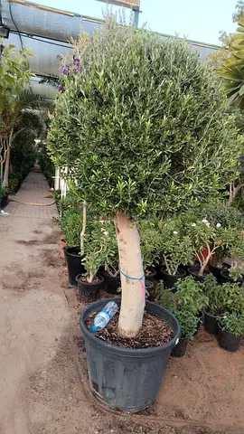Potted Olive Tree with Trimmed Round Canopy — Ready for Garden or Patio