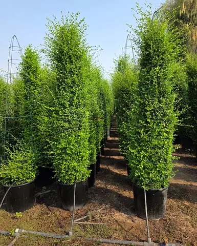 Tall Columnar Evergreen Plants in 30L Pots — Ideal for Screening (Set available)