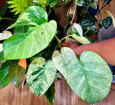 Mint Monstera 🔥.. Well settled in leca. Aed375/- each. Pickup near financial center metro station.
