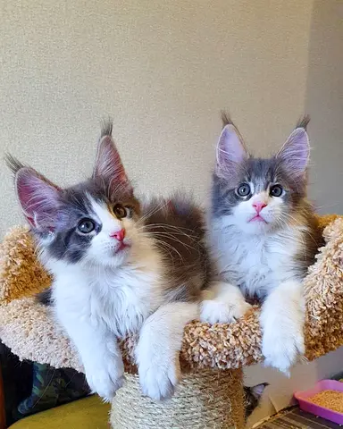 Maine $%! Kittens