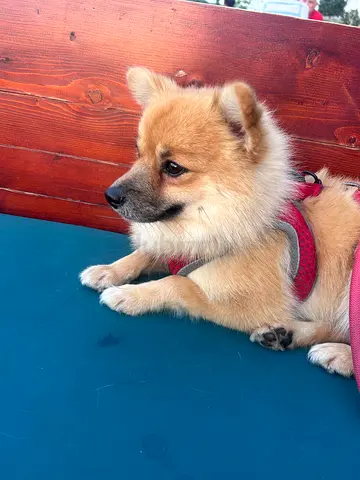 Pom/Spitz dog