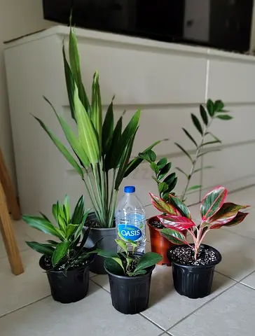 Small indoor houseplant bundle - mixed easy-care plants (5 pots)