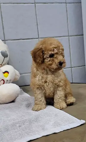 Tiny apricot toy poodle puppy friendly looking for new home