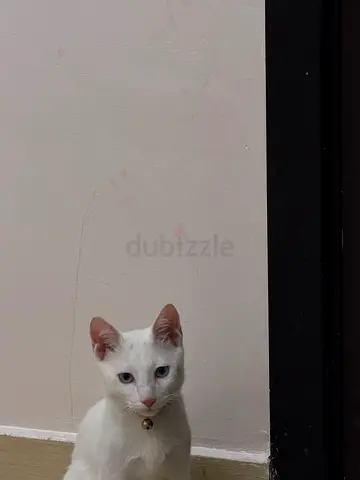 Pet