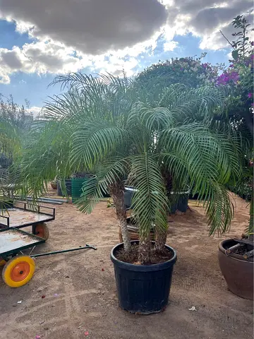 Beautiful Potted Pygmy Date Palm Tree for Your Garden