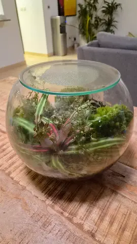 Glass Bowl Terrarium with Assorted Succulents and Moss - Ready to Display