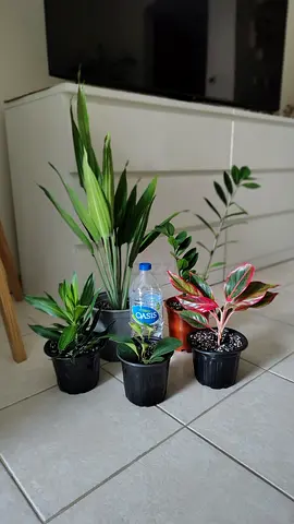 Take all 5 easy to take care indoor plants Final price , last price , best price 80 dhs only