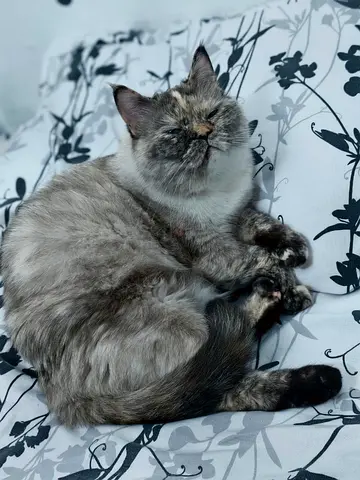 Urgent adoption Friendly female cat available for adoption - calm and cuddly