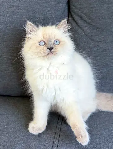 Adorable Pure Ragdoll Kittens