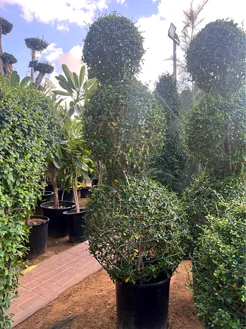 Beautiful Potted Ehretia Ball shape Three head Plant for Your Garden