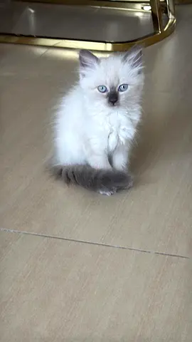 Cute Ragdoll kitten - 2 months, playful and friendly free to adopt