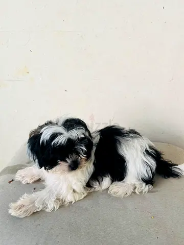 Shih Tzu puppy - black  white, friendly are ready for new home