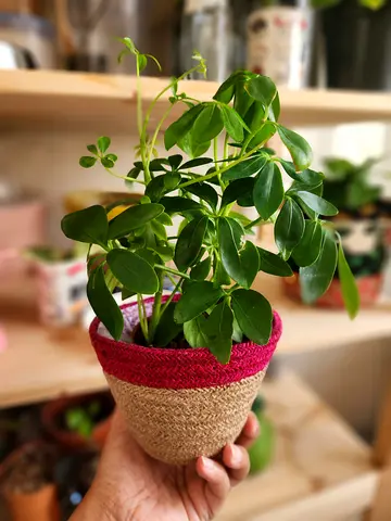 Umbrella plant with jute planter basket