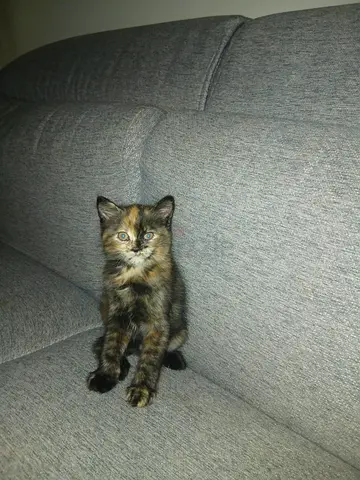 A Beautiful Kitten for Free Adoption