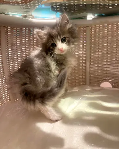Beautiful Maine $%! Kitten Free for Adoption to a Loving Home