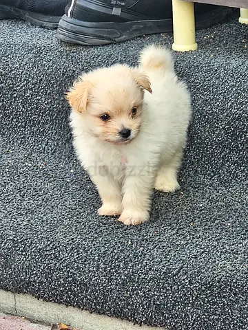 Small fluffy puppy friendly and healthy ready for new home
