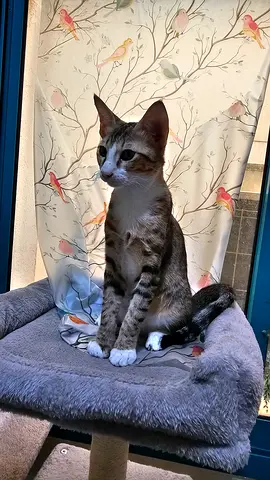 Free Arabian Mau-Type Male Kitten – Neutered, Vaccinated Healthy
