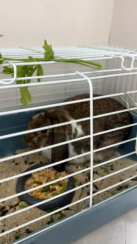 Friendly lop-eared rabbit with cage — ready for adoption