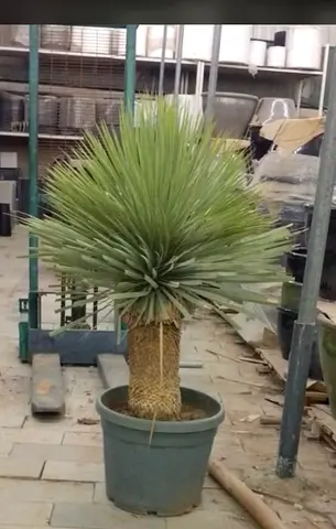 Potted Yucca/Dracaena-like Indoor Plant in Plastic Pot - Ready to Place