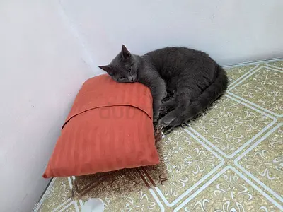 Young male grey cat looking for a new home - calm and friendly