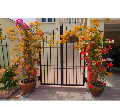 Pair of seven-color bougainvillea plants in pots
