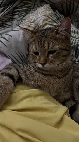Friendly young tabby cat - looking for a new home