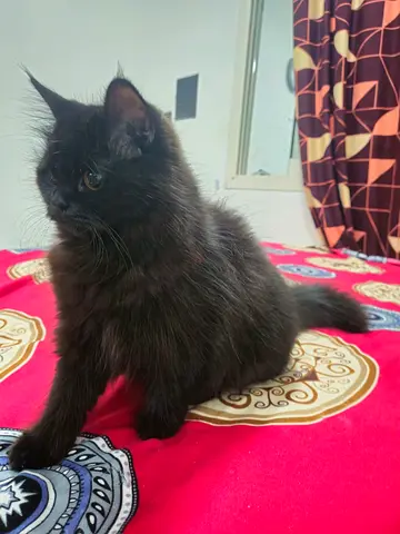 Two female kittens, 11 months old.