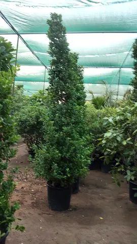 Potted Cone-Shaped Evergreen Topiary - Tall Decorative Plant