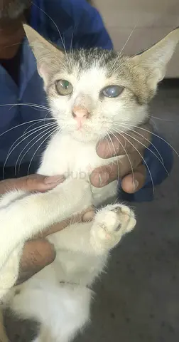 Sweet boy kitten NOBLE needs a loving forever home