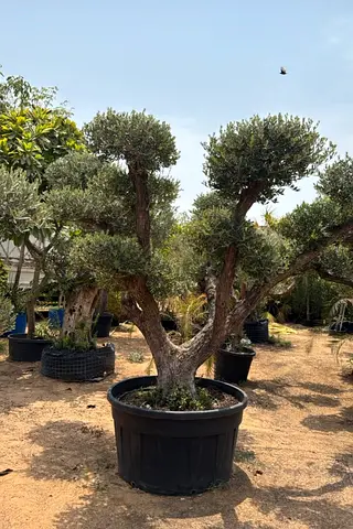 Large Mature Olive Tree in Pot — Ready for Garden or Patio