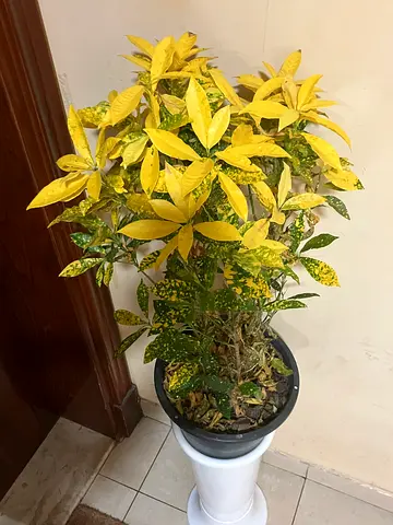 Yellow Plant