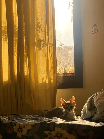 Kitten for Adoption