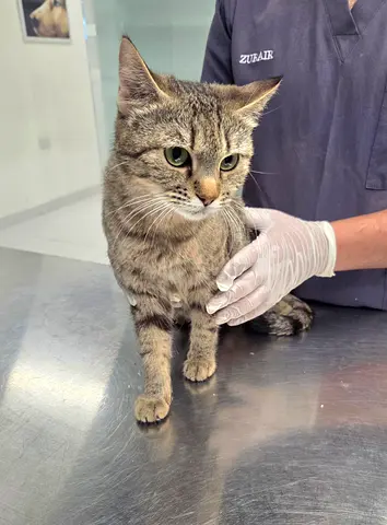 Cat for adoption