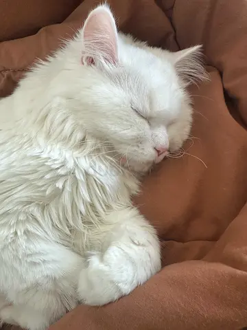 Turkish angora cat