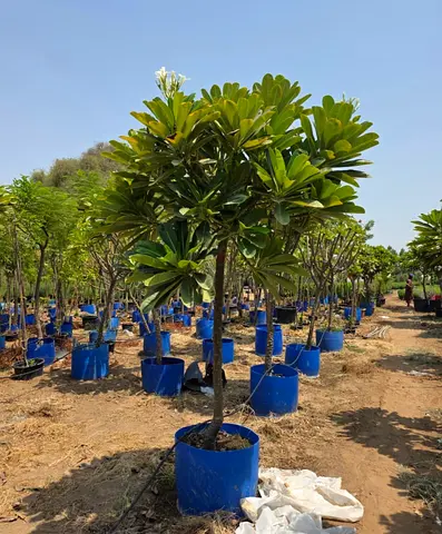 Mature Potted Evergreen Trees - Ready to Plant (Multiple Available)