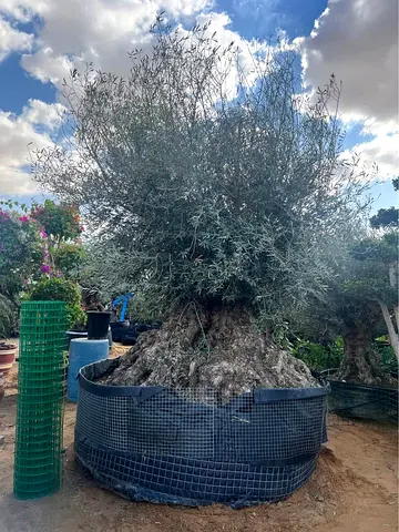 Mature Olive Tree (large trunk) - Healthy, Ready for Replanting
