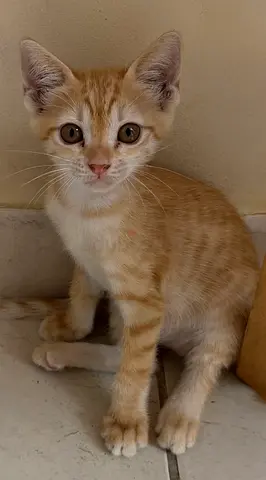 FREE ADOPTION - Fun, loving, cheeky, kitten