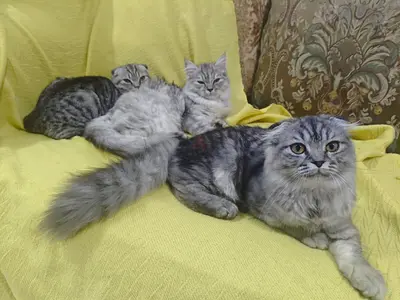 Three Scottish Fold / Longhair Cats — Looking for New Home
