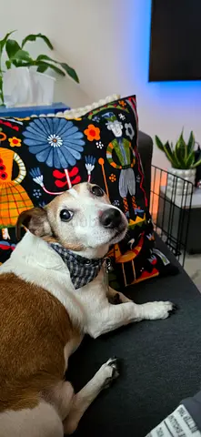 Friendly Jack Russell looking for a new home.