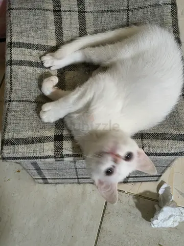 Playful white kitten for adoption