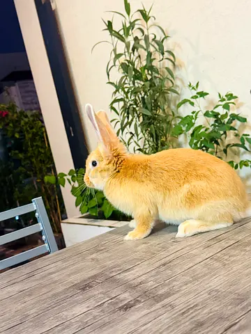 Young friendly domestic rabbit - ready for adoption .
