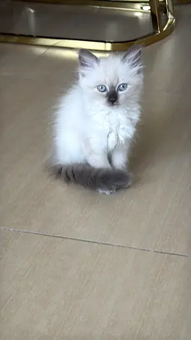 Fluffy Ragdoll/Siamese mix kitten — 2 months old, gentle and playful free for adoption