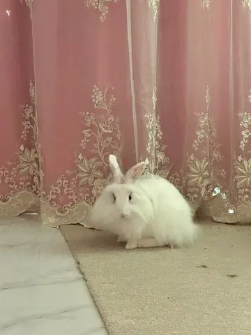 Lion Head Rabbit