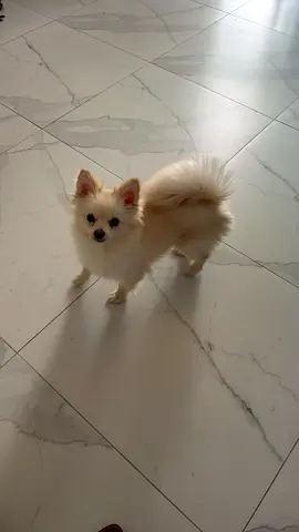 Pet for adoption