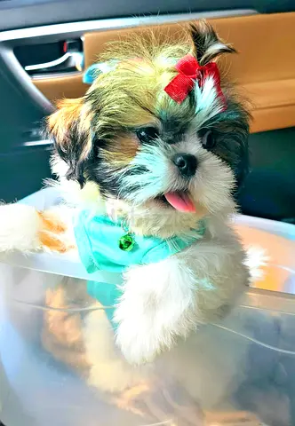 FEMALE little GIRL 3 months old Shihtzu puppies cute  MINI Puppy dog