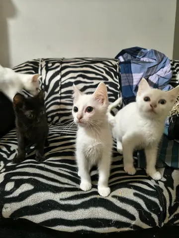 Playful white kitten for adoption