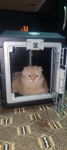 Adorable Ginger Scottish Fold Female – Looking for Her Forever Home 🧡