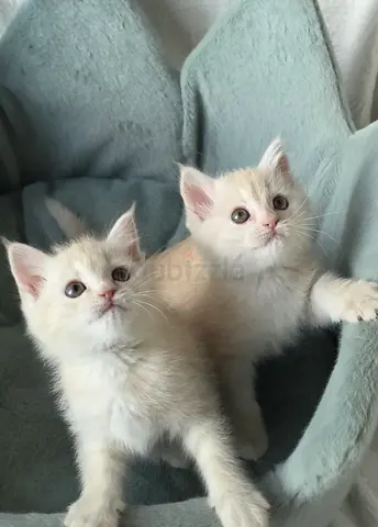 Baby kittens