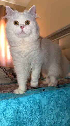 Friendly white long-haired cat available for adoption - healthy and playful