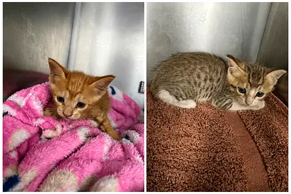 Kittens for adoption